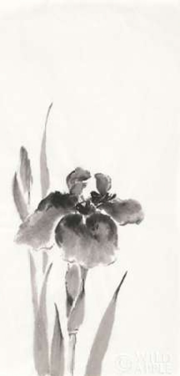 Japanese Iris III Poster Print by Chris Paschke - Item # VARPDX25174